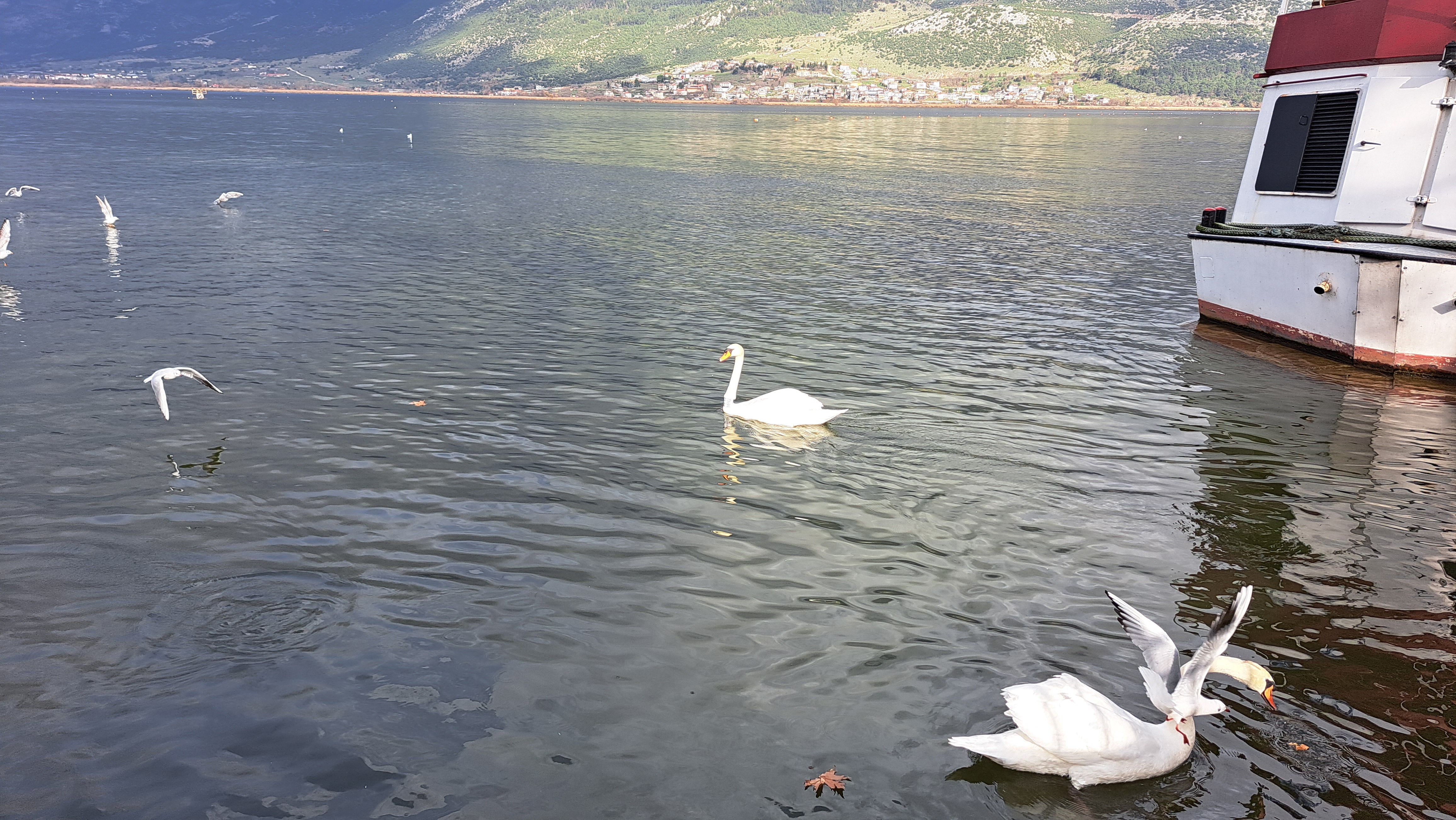 Το πένθος του μοναχικού κύκνου της Παμβώτιδας-3