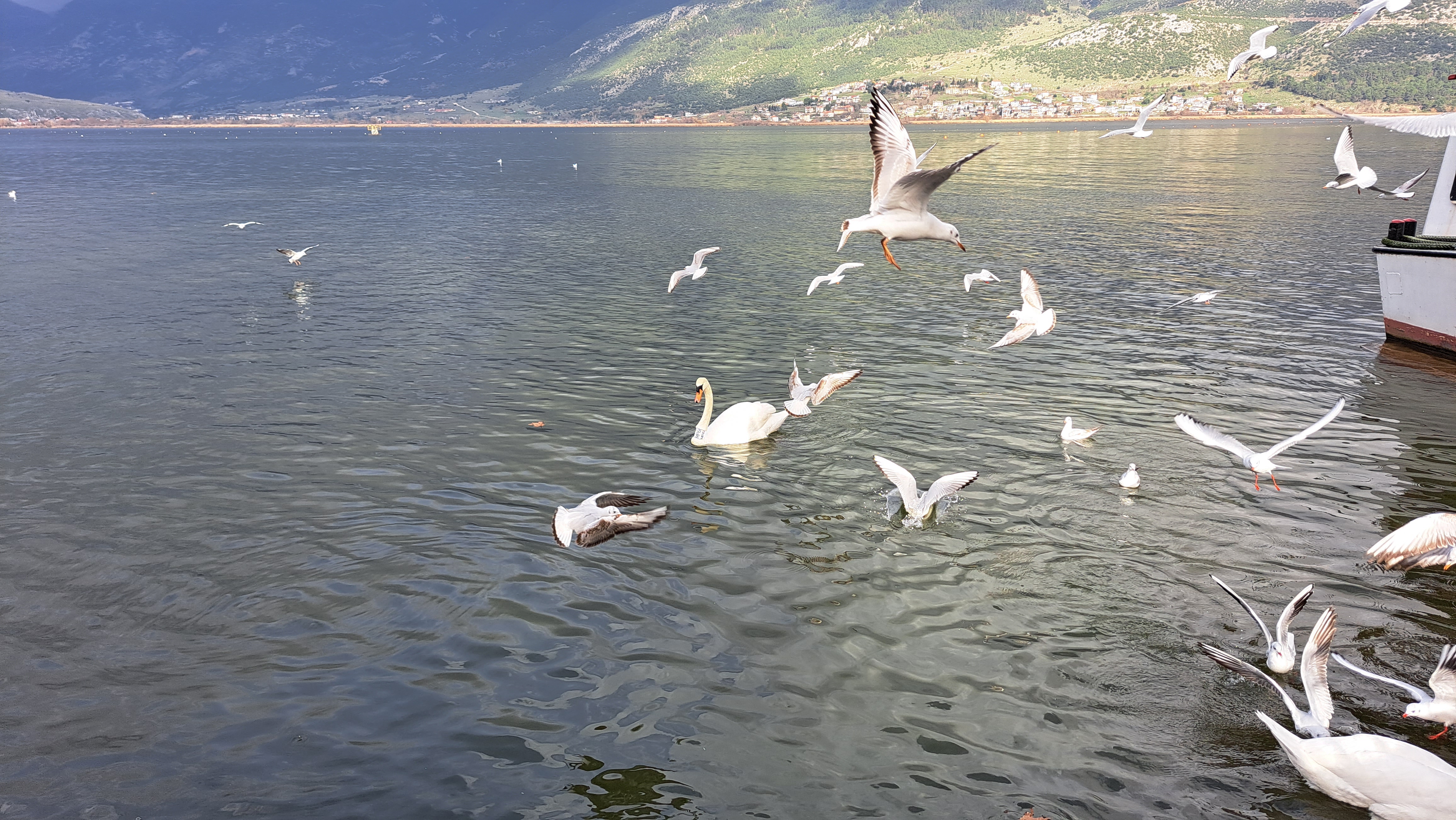 Το πένθος του μοναχικού κύκνου της Παμβώτιδας-2