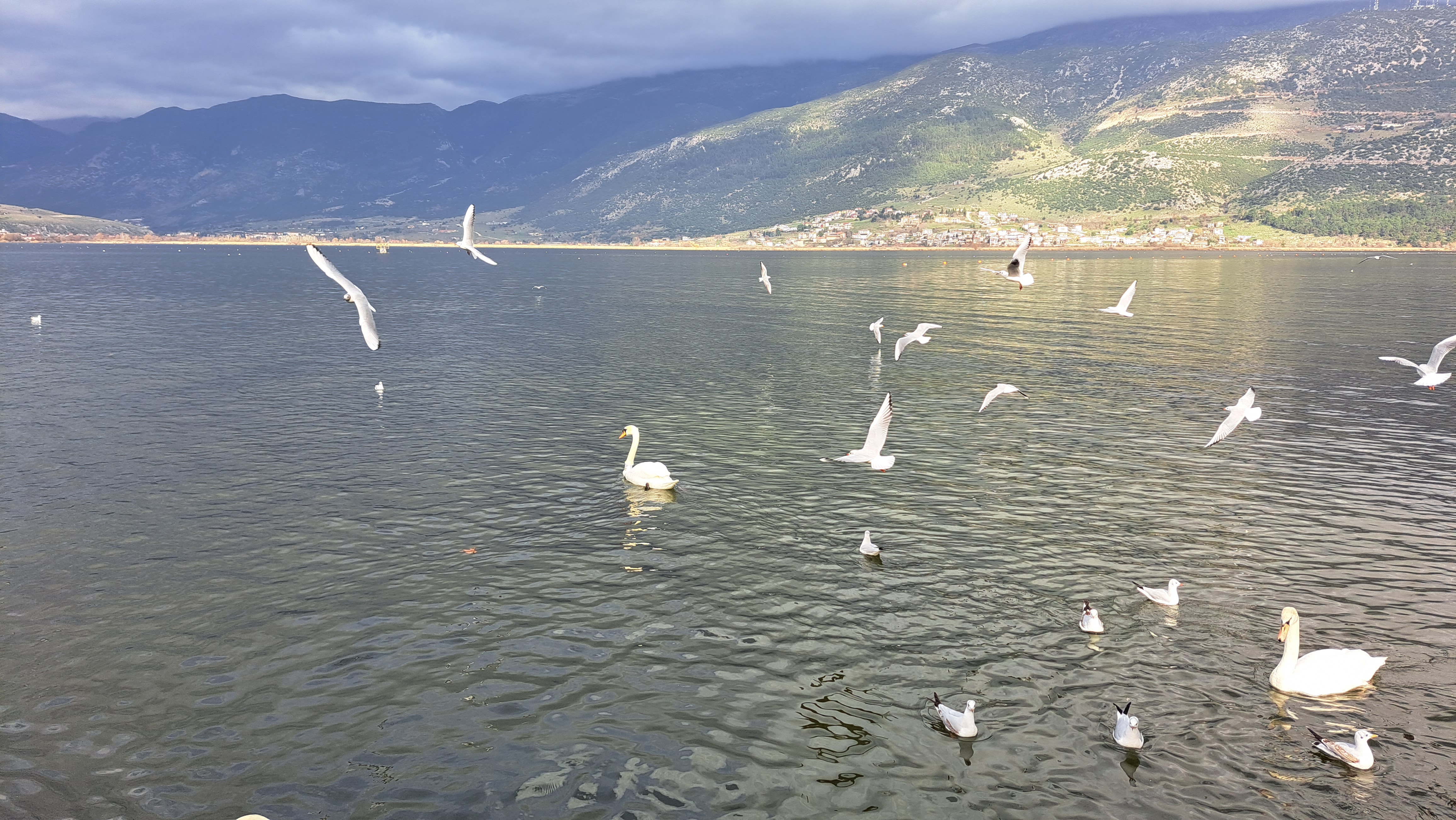 Το πένθος του μοναχικού κύκνου της Παμβώτιδας-1