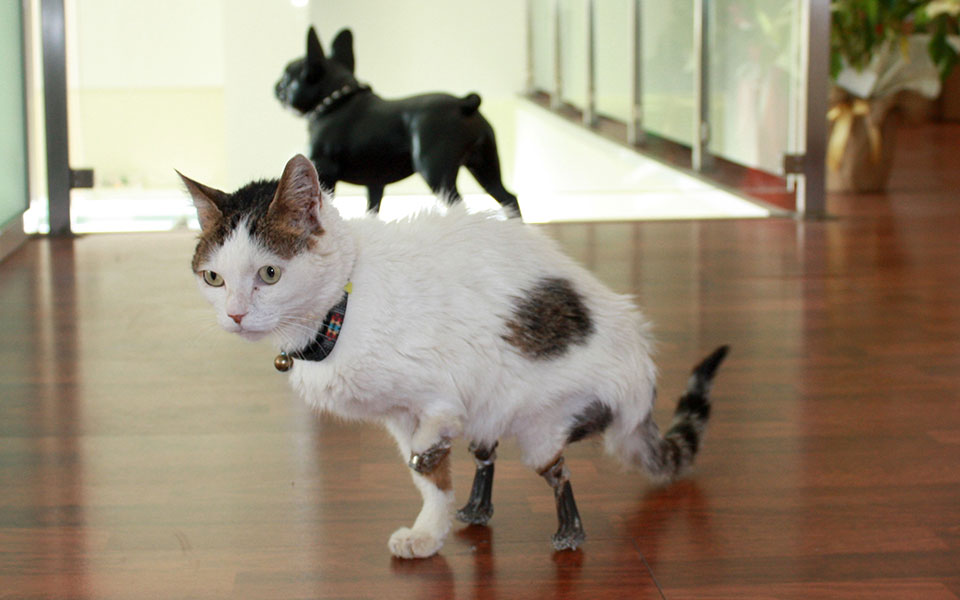 kερδισμένες-ζωές-με-3d-εκτυπωτές-562247656