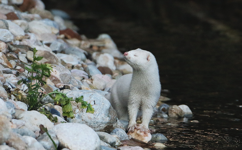 ενδιαφέρομαι-να-πάρω-ένα-leopard-gecko-ή-έστω-ένα-562213984