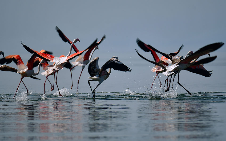 μεσολόγγι-απειλή-για-τα-φλαμίνγκο-η-λα-562253935
