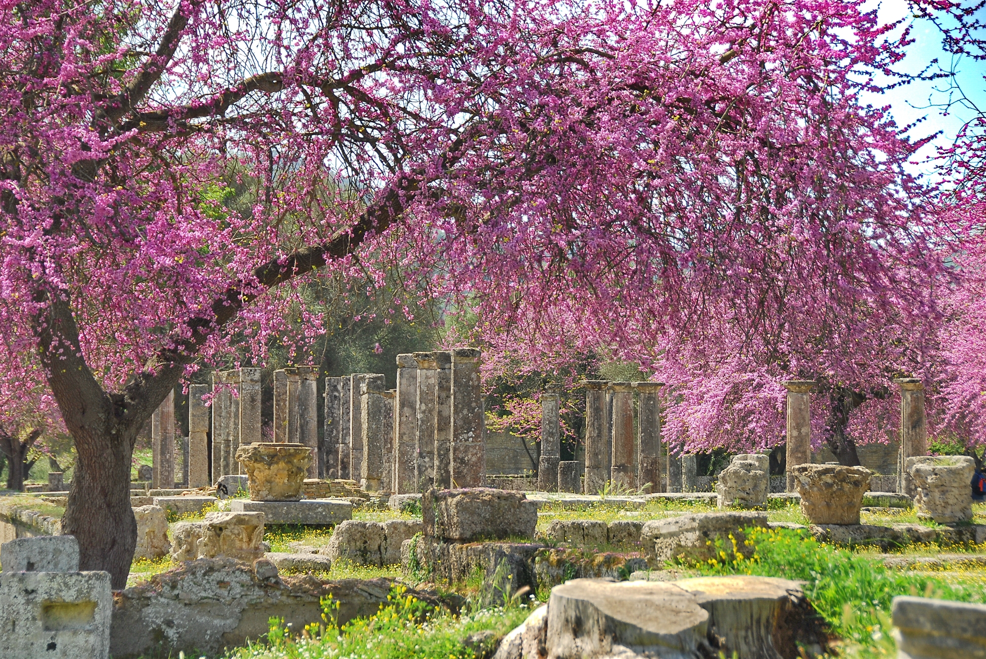 h-σκωτσέζα-βοτανολόγος-που-ανακάλυψε-έ-562214398