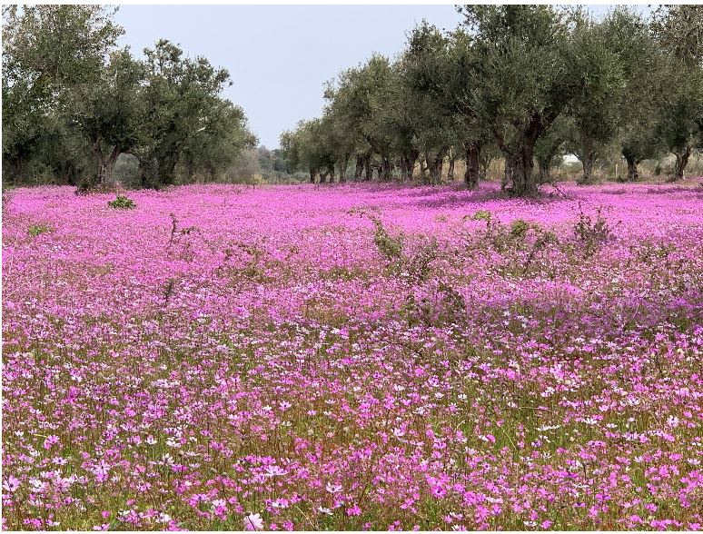H Σκωτσέζα βοτανολόγος που ανακάλυψε έναν μυστικό θησαυρό της Ηλείας-2