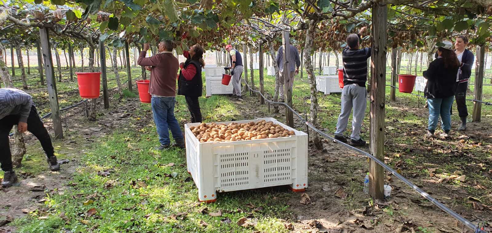Φέτα, λάδι, τώρα και ακτινίδιο-2
