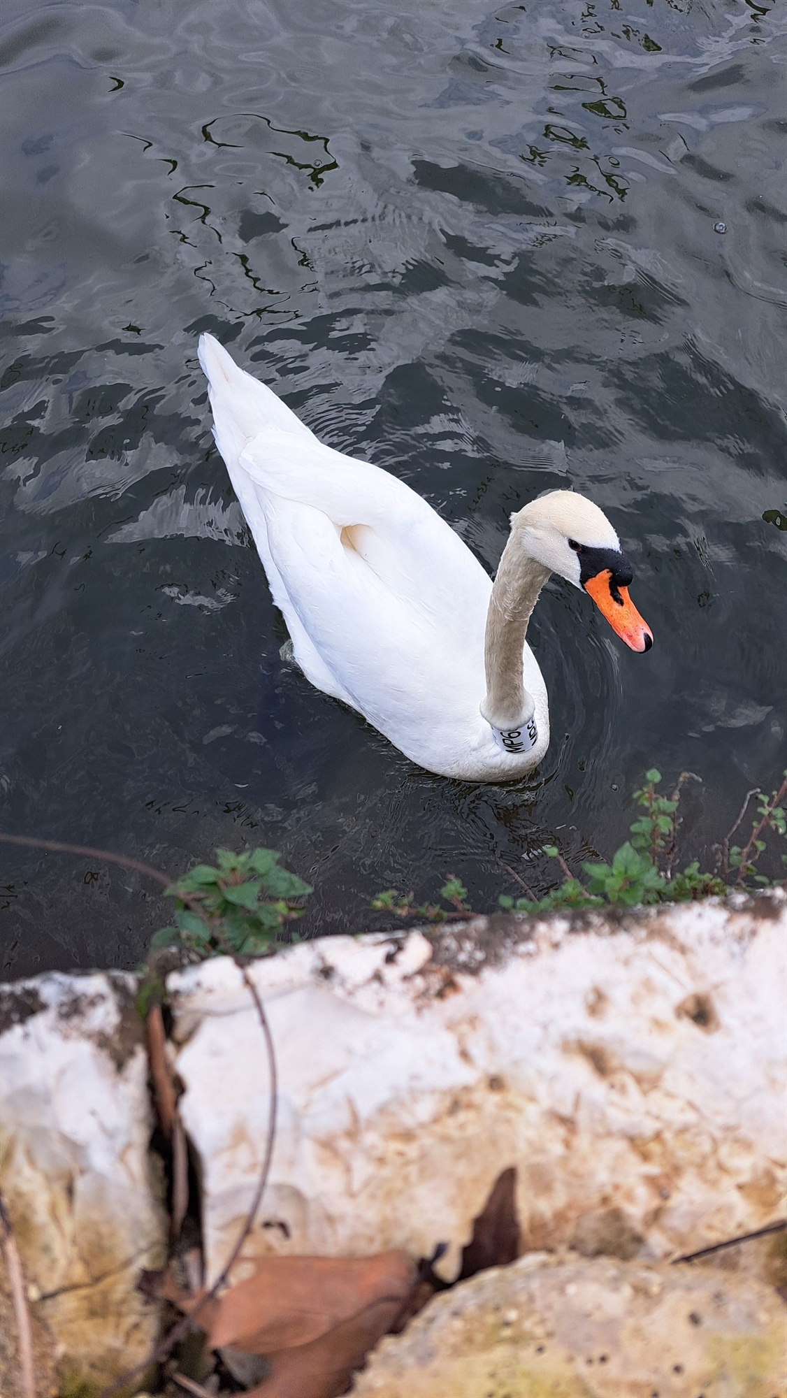 γιατί-πεθαίνουν-οι-γύπες-στην-κρήτη-562217140