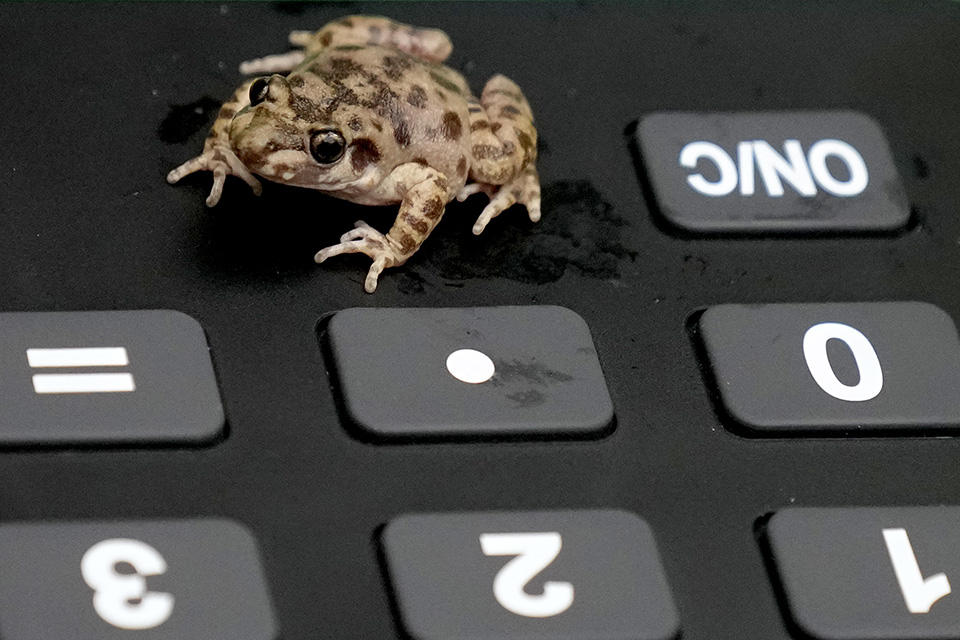 Νέα χρονιά, νέα καρναβάλια-4