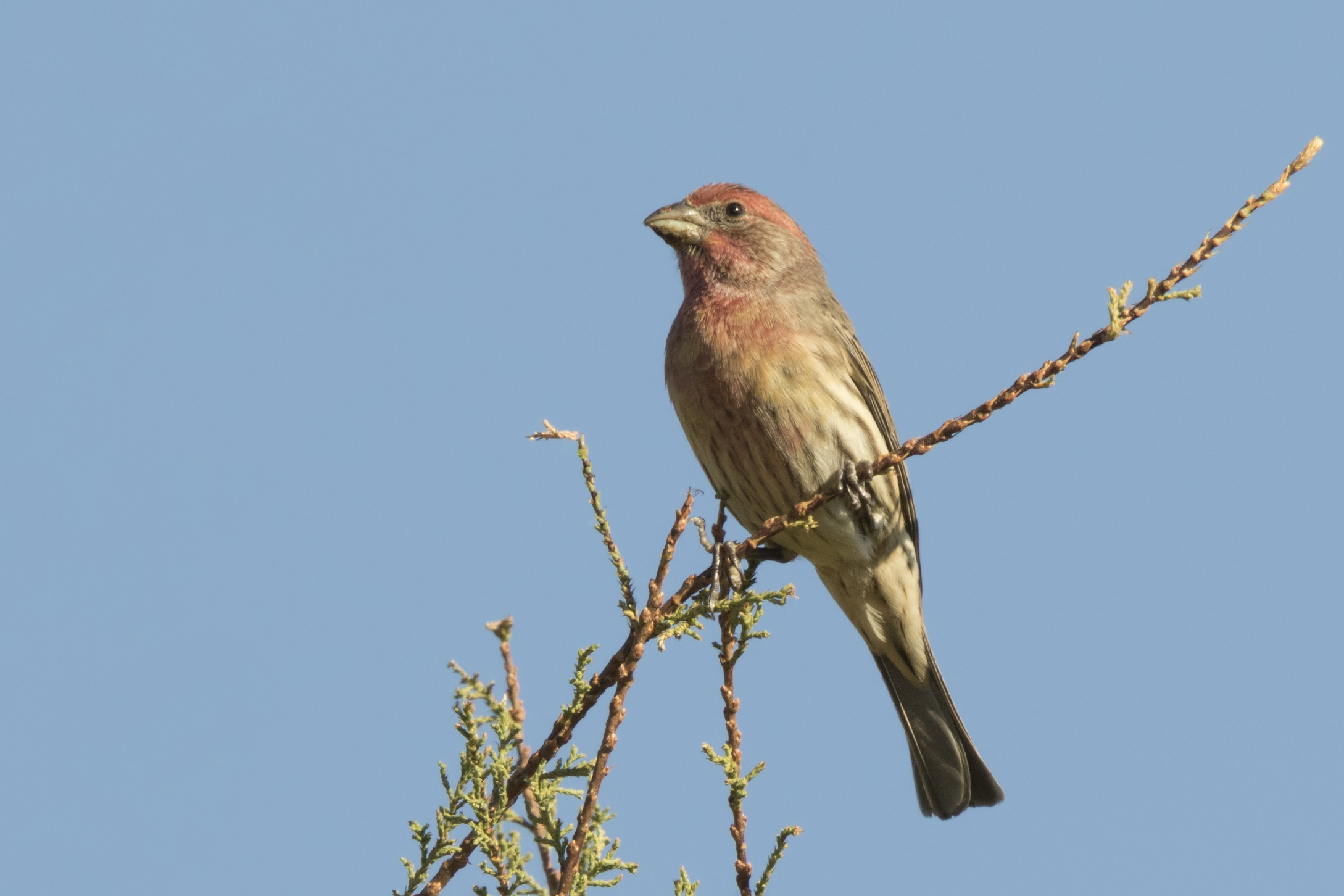 «Ενδιαφέρομαι να πάρω ένα leopard gecko ή έστω ένα φέρετ»-3