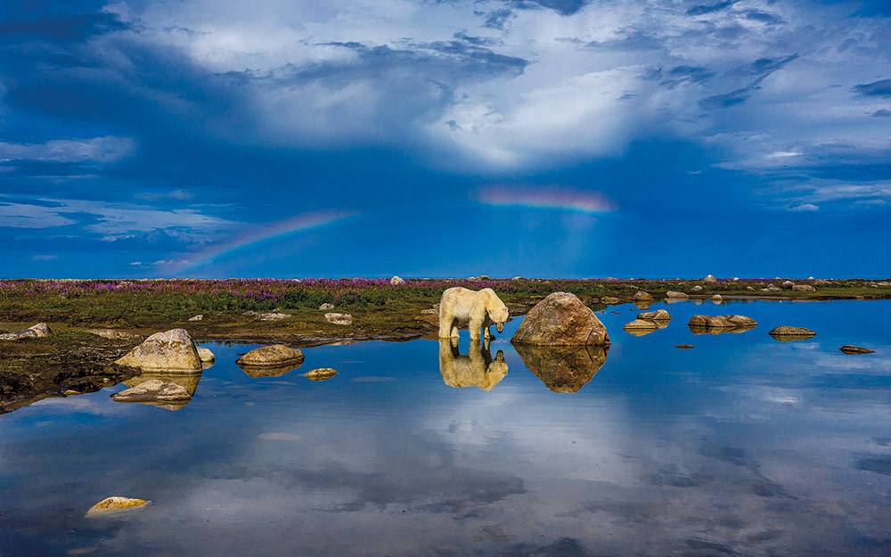 33-ημέρες-με-τις-πολικές-αρκούδες-562227082