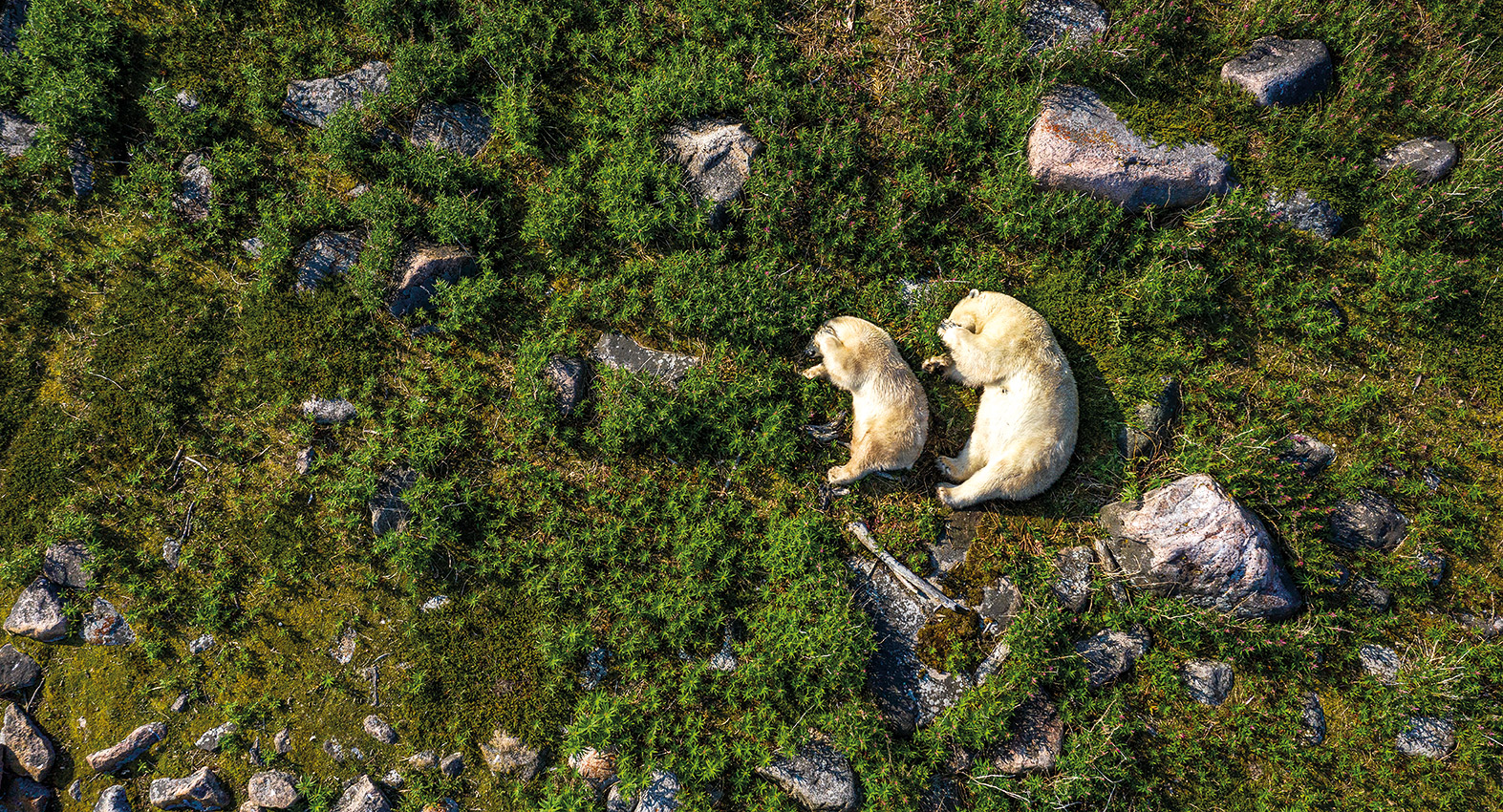 33 ημέρες με τις πολικές αρκούδες-2
