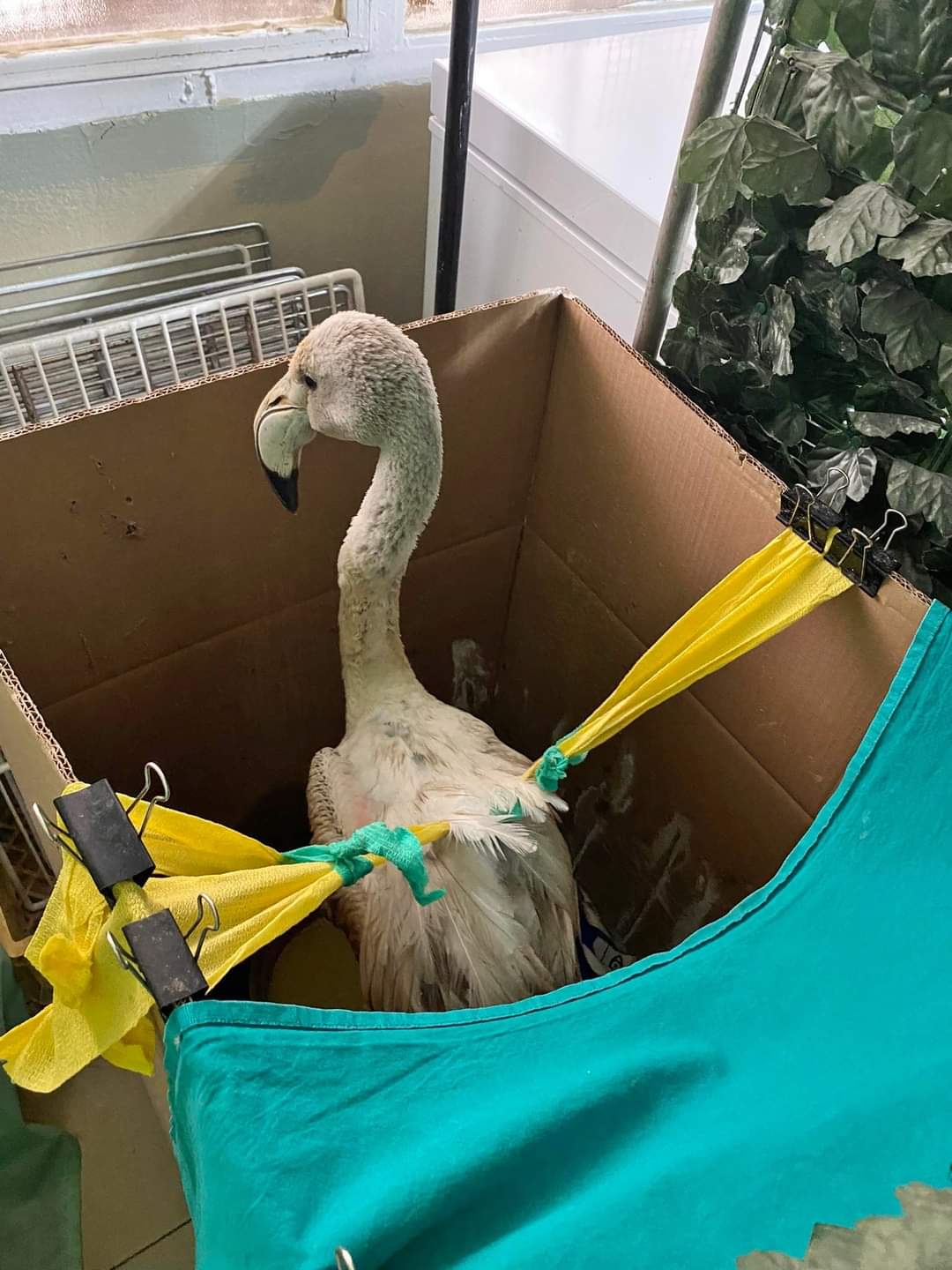 Μεσολόγγι: Απειλή για τα φλαμίνγκο η λαθροθηρία, τα «θανατηφόρα» καλώδια και η ελλιπής φύλαξη-1