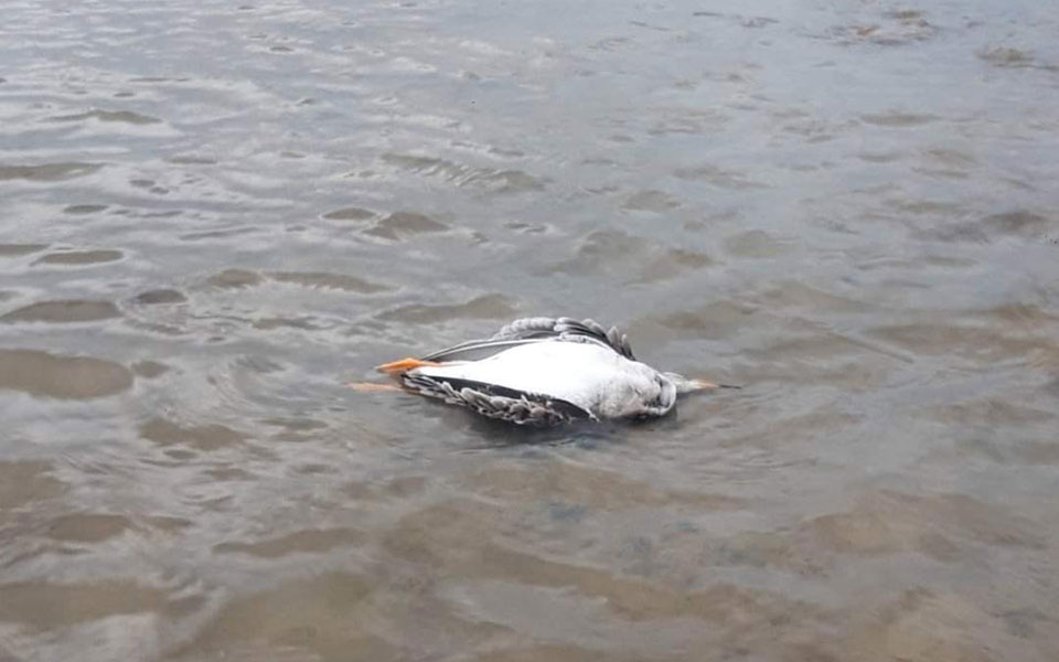 Μεσολόγγι: Απειλή για τα φλαμίνγκο η λαθροθηρία, τα «θανατηφόρα» καλώδια και η ελλιπής φύλαξη-3