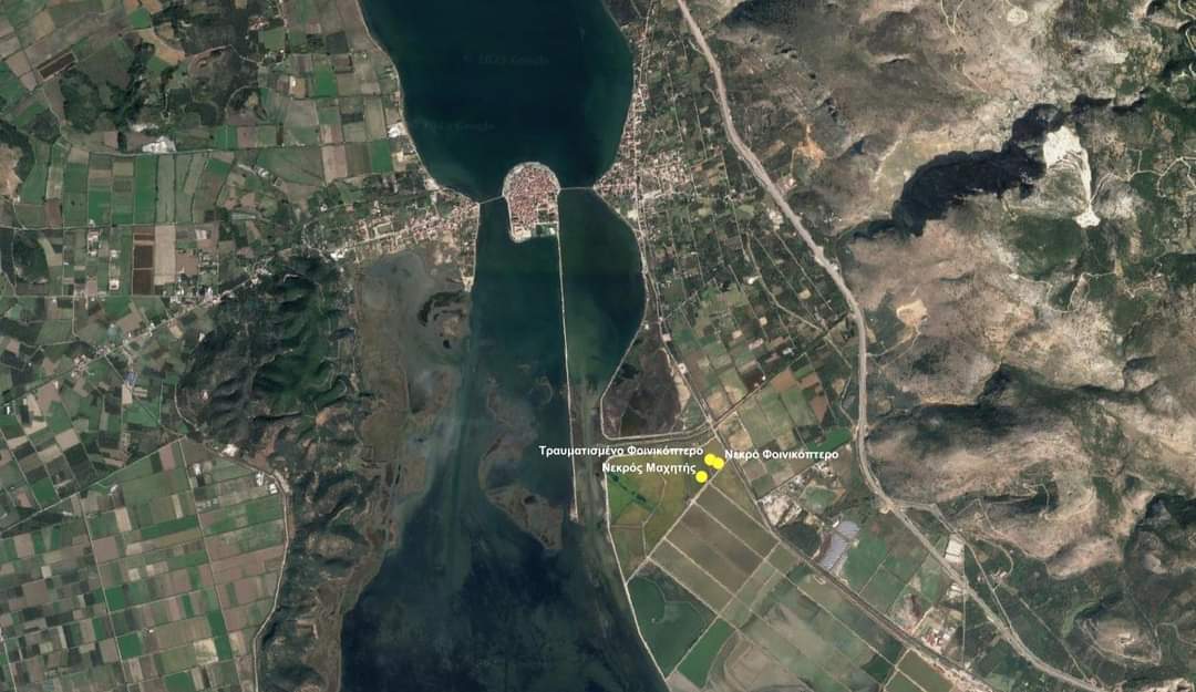 Μεσολόγγι: Απειλή για τα φλαμίνγκο η λαθροθηρία, τα «θανατηφόρα» καλώδια και η ελλιπής φύλαξη-4