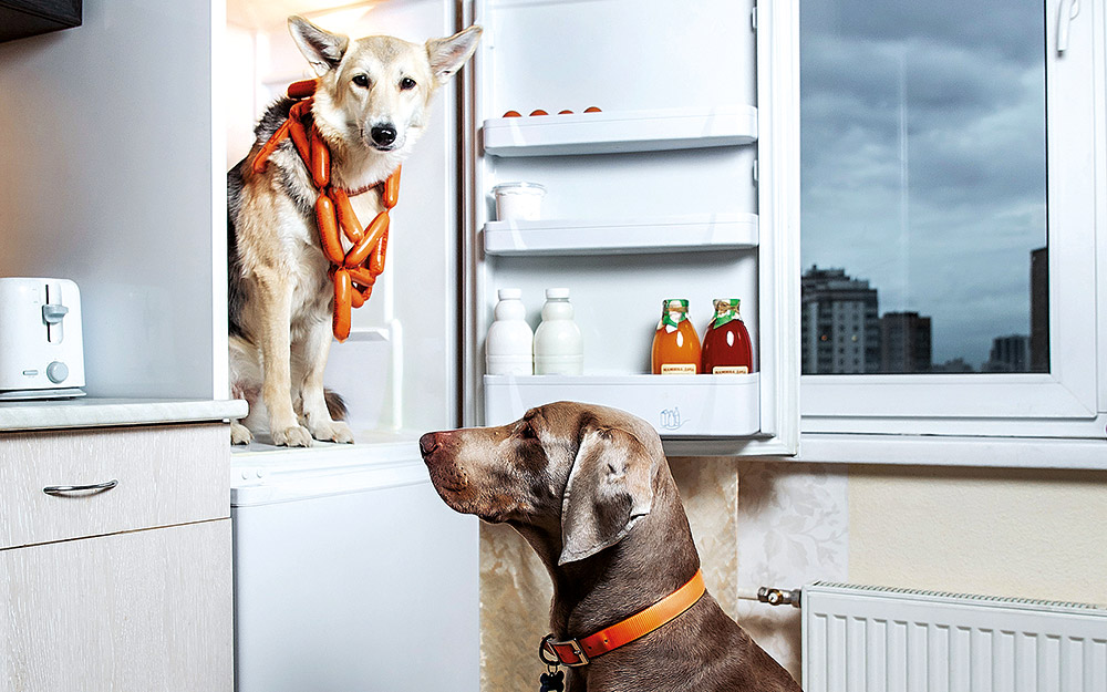 έχουν-τα-σκυλιά-έκτη-αίσθηση-562211014