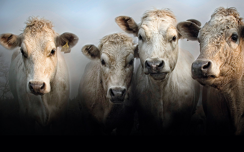 το-μυστήριο-με-τις-αγελάδες-του-ντέβον-562219171