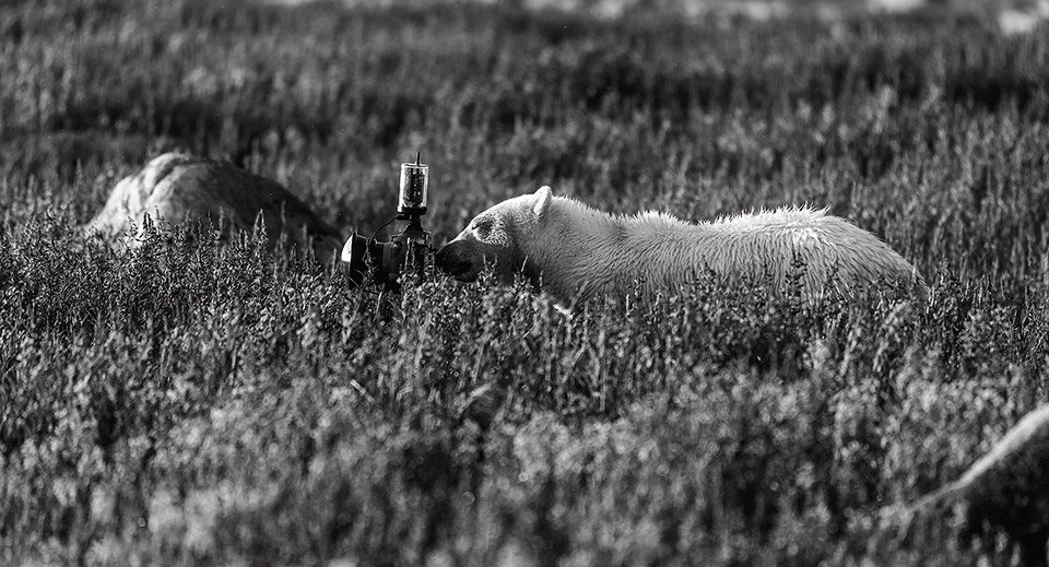 33 ημέρες με τις πολικές αρκούδες-5