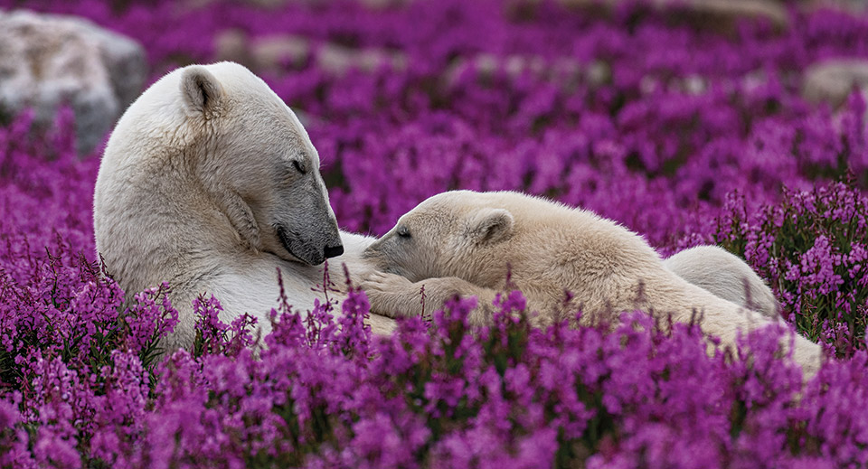 33 ημέρες με τις πολικές αρκούδες-1