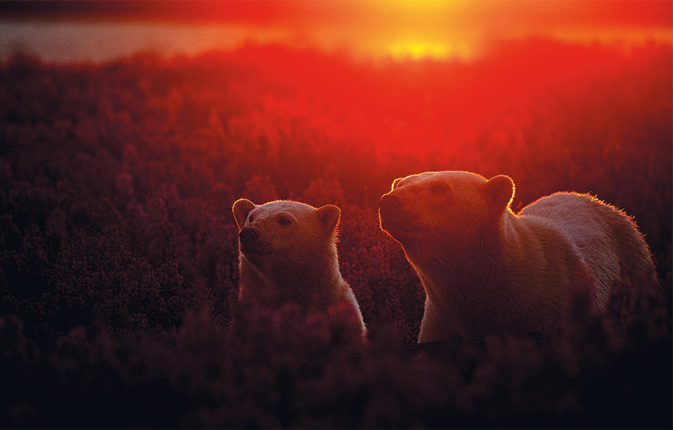 33 ημέρες με τις πολικές αρκούδες-6