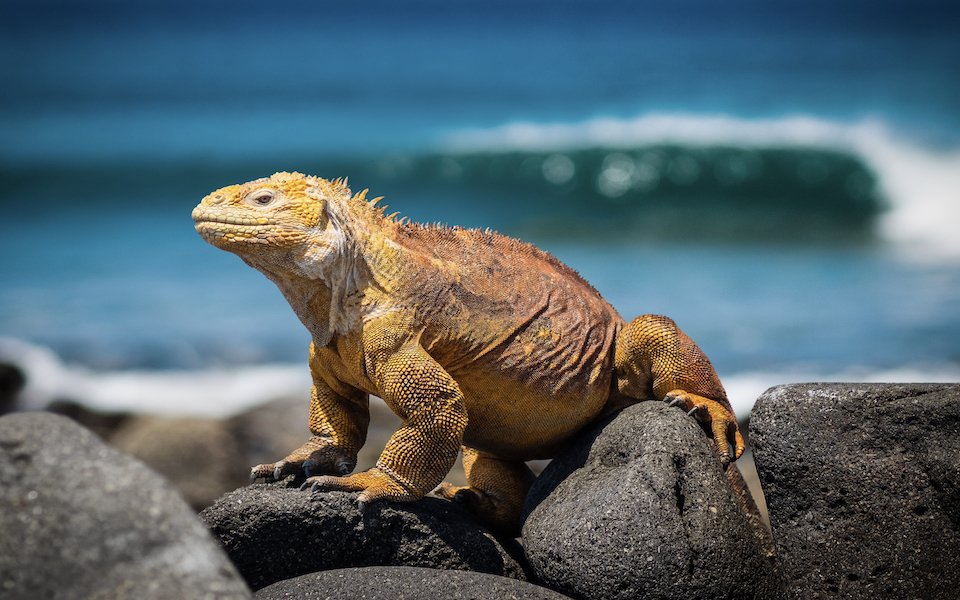 τα-ιγκουάνα-πέφτουν-από-τα-δέντρα-λόγω-562231171