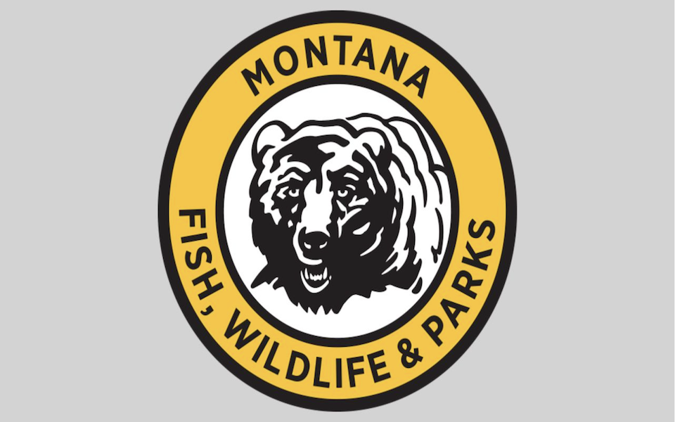 ΗΠΑ: Αρκούδες γκρίζλι αρρωσταίνουν από τη γρίπη των πτηνών – Θανάτωσαν τρεις-1