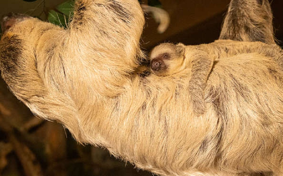 λονδίνο-νεογέννητος-βραδύποδας-δεν-562226710