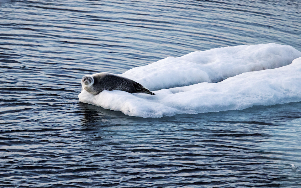 Αρκτική: Η υποβρύχια ηχορύπανση από τα πλοία «διώχνει» τις φάλαινες-2