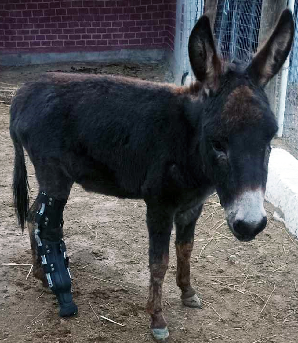 Kερδισμένες ζωές με 3D εκτυπωτές-4