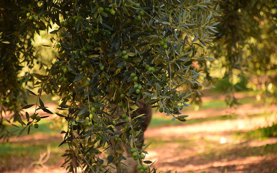 ηλικιωμένος-καταπλακώθηκε-από-δέντρ-562223512