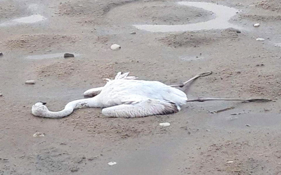 Μεσολόγγι: Απειλή για τα φλαμίνγκο η λαθροθηρία, τα «θανατηφόρα» καλώδια και η ελλιπής φύλαξη-2