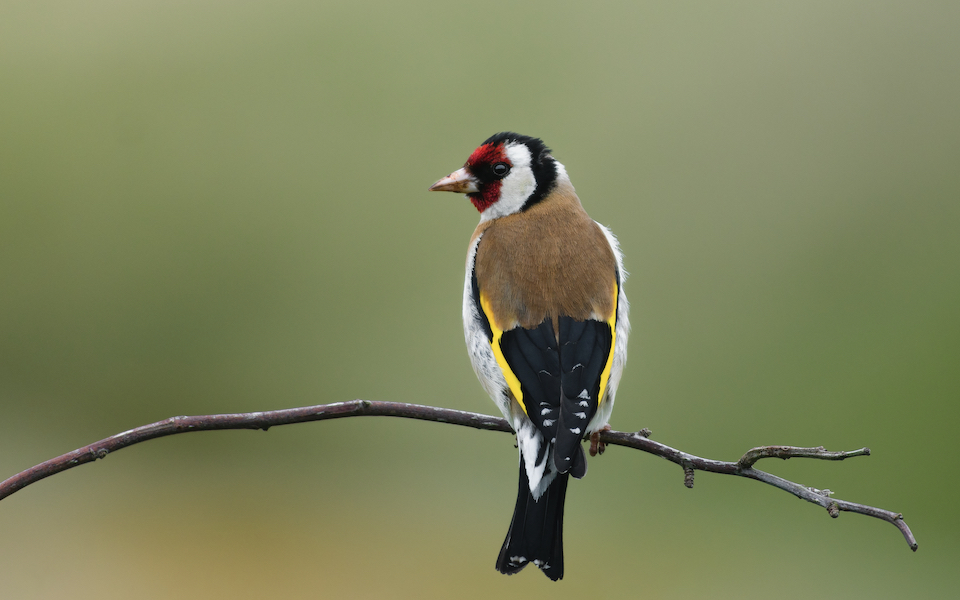 η-κένυα-θέλει-να-σκοτώσει-εκατομμύρια-562232932