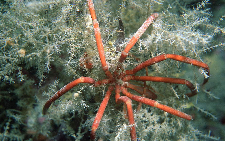 μελέτη-οι-θαλάσσιες-αράχνες-είναι-ικα-562242829