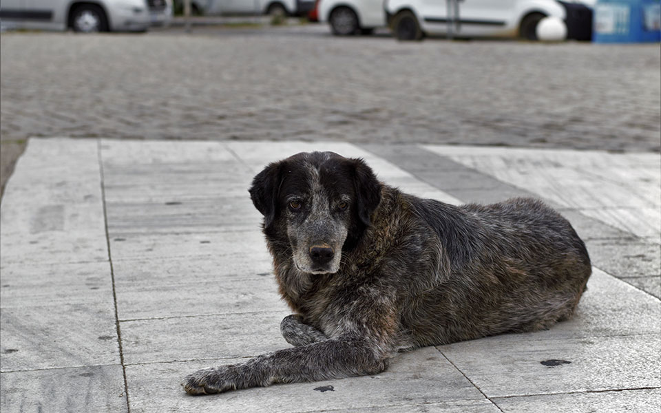 πάτρα-σύλληψη-και-πρόστιμο-30-000-ευρώ-σε-άν-562229398