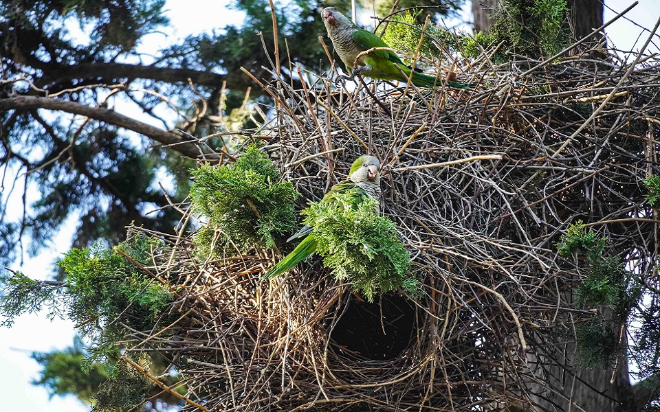 «Ενδιαφέρομαι να πάρω ένα leopard gecko ή έστω ένα φέρετ»-2