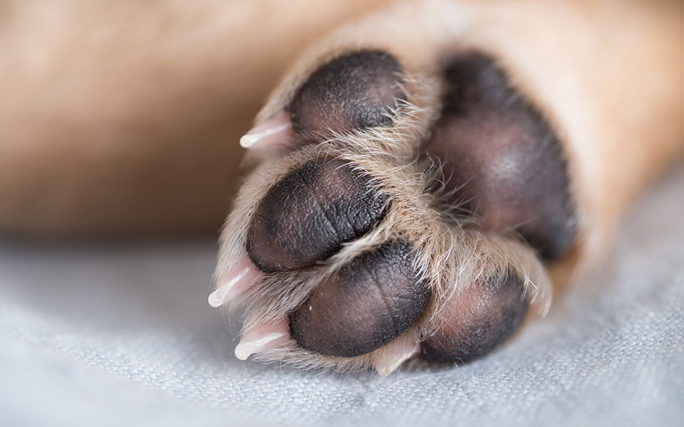 λάρισα-έδεσε-τον-σκύλο-του-στον-προφυλ-562219438