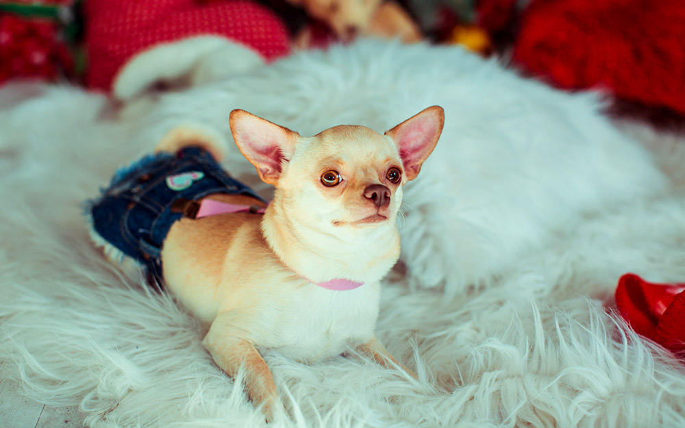 αυτά-είναι-τα-πλουσιότερα-κατοικίδια-562226698