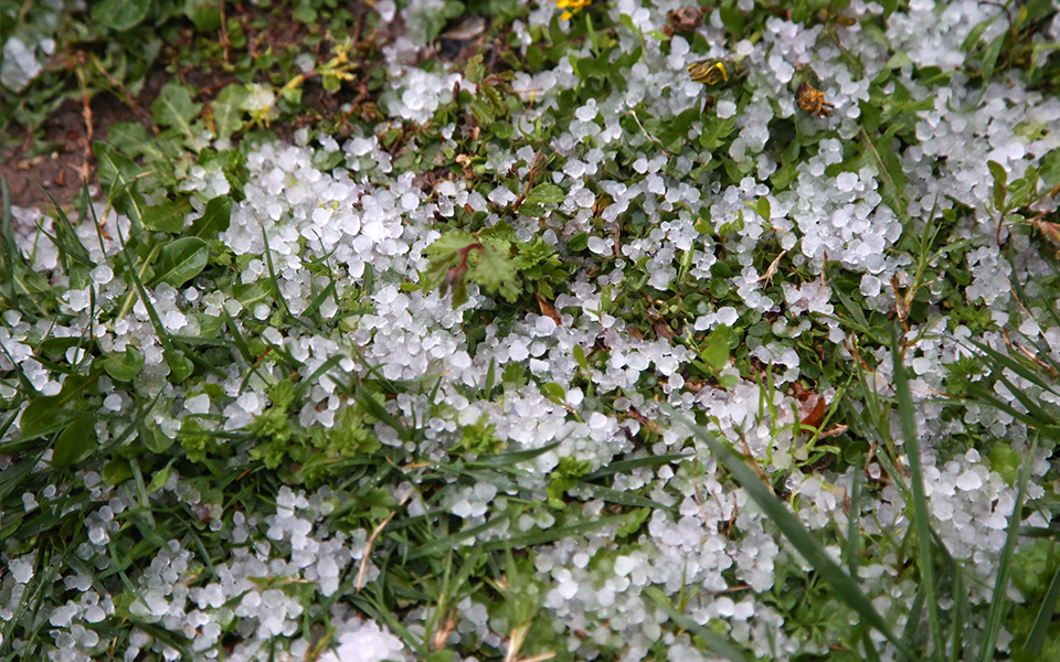 ηλεία-ζημιές-σε-εσπεριδοειδή-από-χαλά-562237795