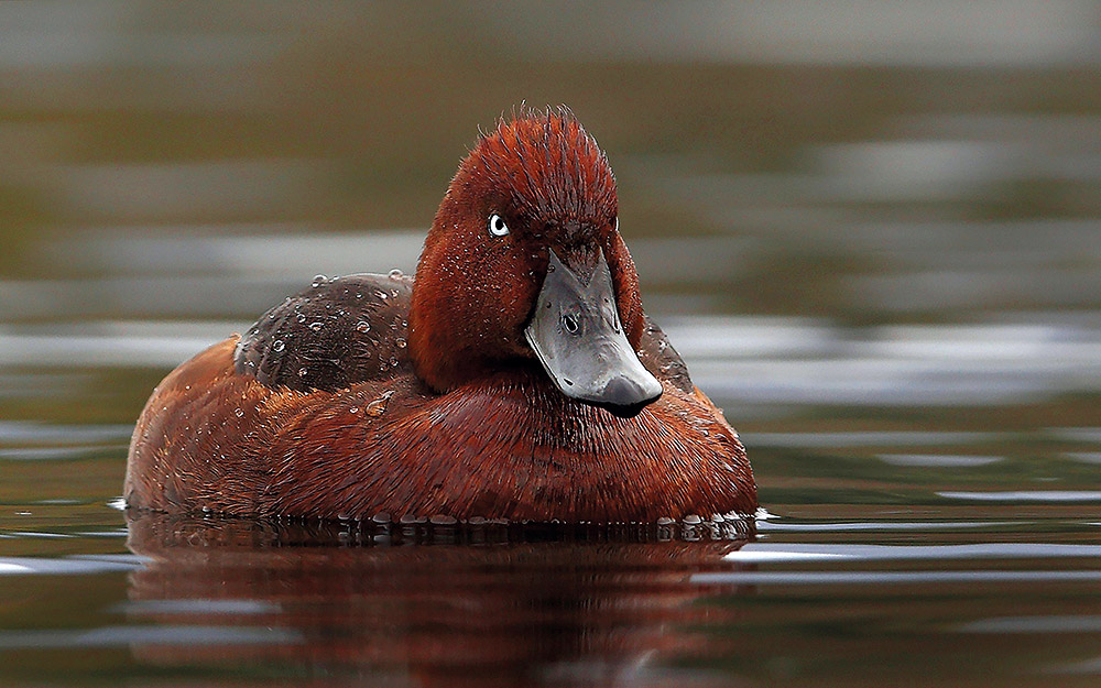 ραντεβού-στου-σχινιά-για-ορνιθοπαρατ-562260841