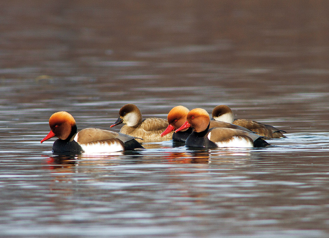 Ραντεβού στου Σχινιά για ορνιθοπαρατήρηση-5