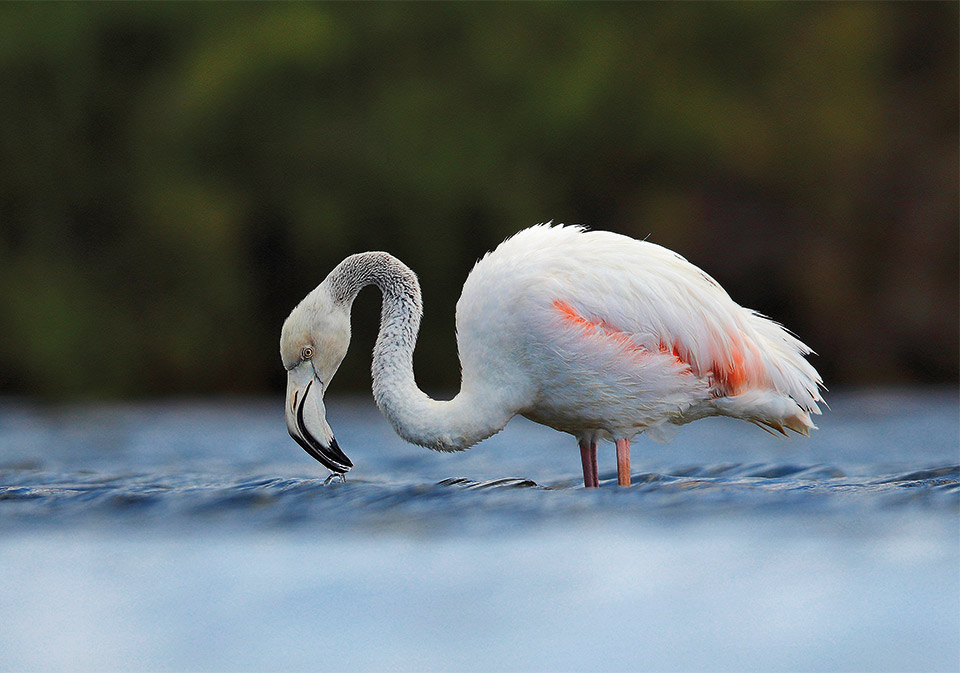 Ραντεβού στου Σχινιά για ορνιθοπαρατήρηση-6
