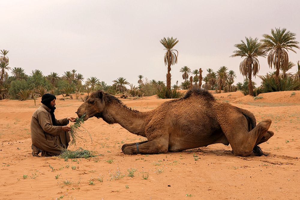 Μαρόκο: Είναι το τέλος των οάσεων το τέλος ενός ολόκληρου πολιτισμού;-4