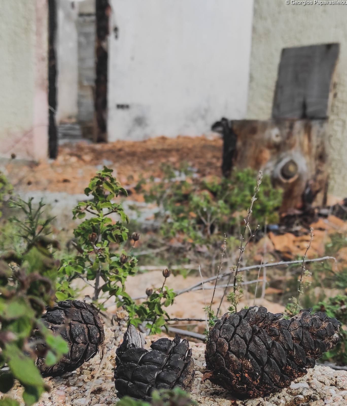 Case study το Μάτι για την αποφυγή νέας τραγωδίας-4