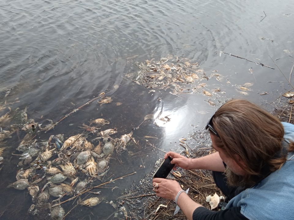 Τι συμβαίνει με τα μπλε καβούρια στο Κοτύχι-Πόσο επικίνδυνα είναι για τις ελληνικές λιμνοθάλασσες-2
