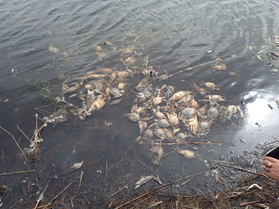 τι-συμβαίνει-με-τα-μπλε-καβούρια-στο-κο-562299046