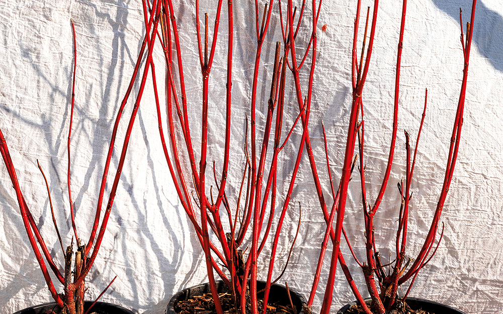 κόρνος-από-τη-σιβηρία-στον-κήπο-σας-562279855