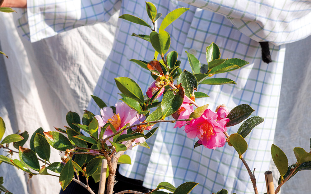 τα-πανέμορφα-άνθη-της-καμέλιας-562260649