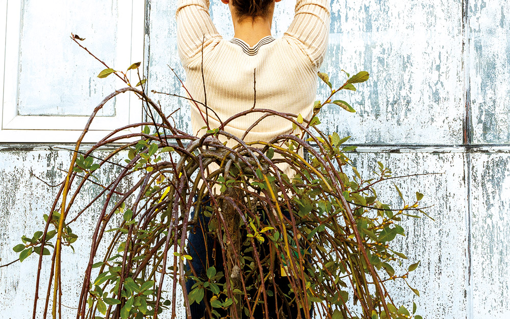 γιδοϊτιά-το-φυτό-προάγγελος-της-άνοιξ-562293643