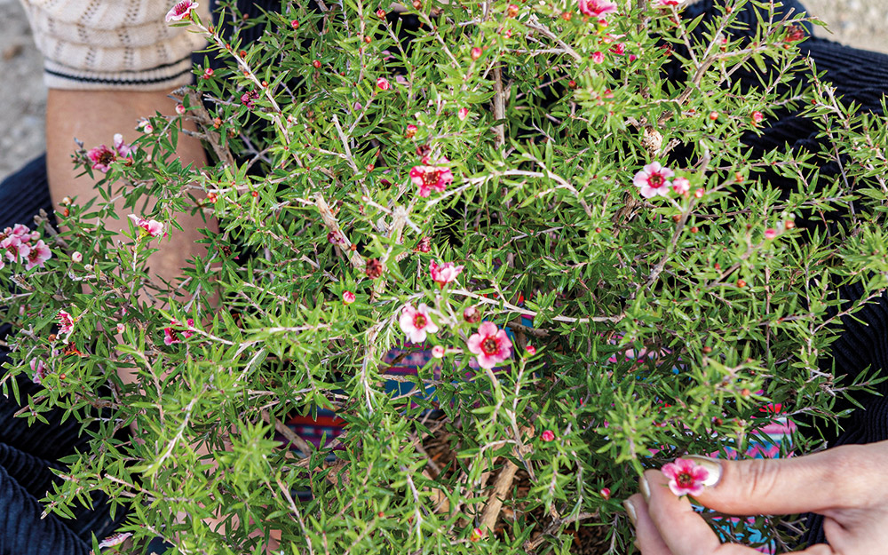 λεπτόσπερμο-το-θαυματουργό-φυτό-των-μ-562270252