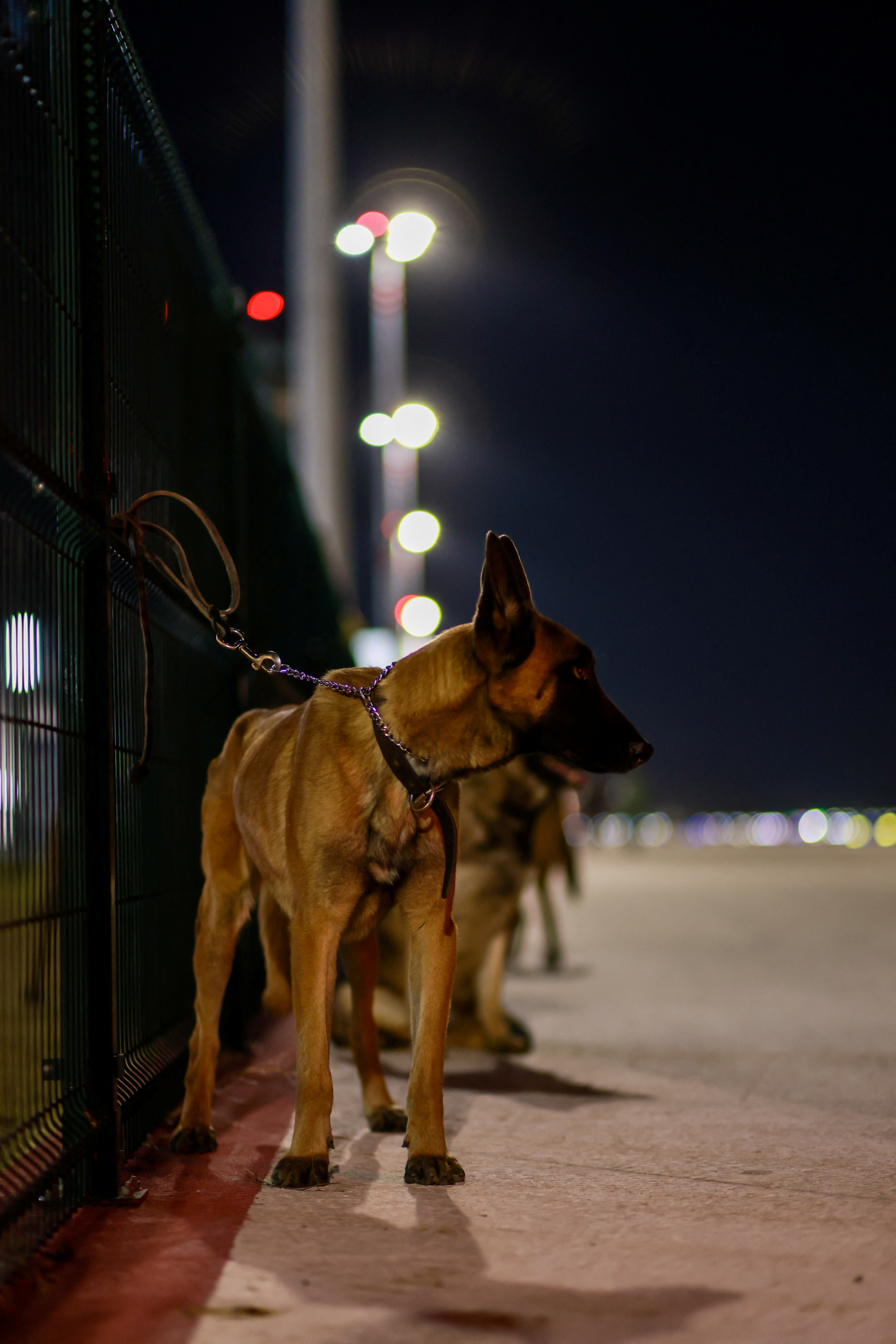 Οι τετράποδοι ήρωες που «οσφραίνονται τη ζωή» στα χαλάσματα της Τουρκίας-8