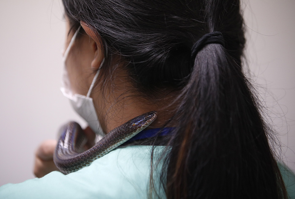 Ασφάλεια και τριαντάφυλλα-1