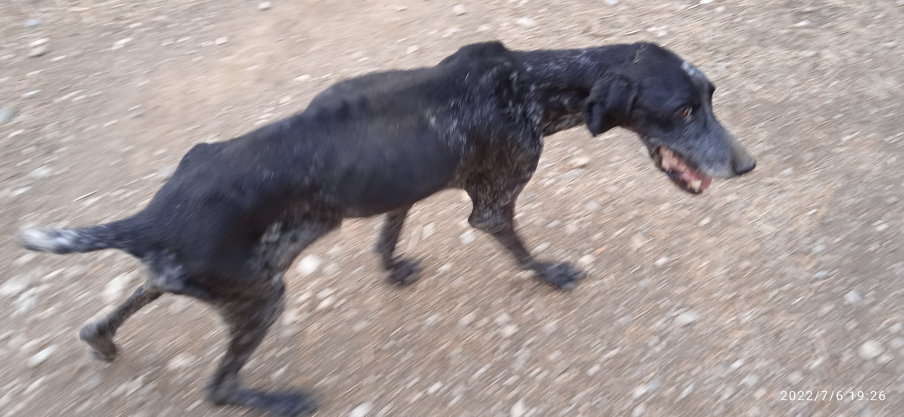 Τα εγκαταλελειμμένα κυνηγόσκυλα των ελληνικών βουνών-2